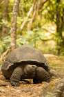 Galapagos giant tortoise, Galapagos Islands, Ecuador, South America Art Print